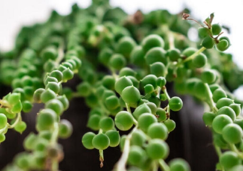 Cultivar Suculentas En Agua Una Alternativa F Cil Y Exitosa