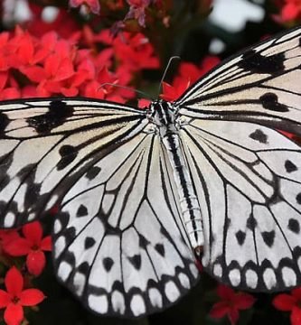 mariposa blanca