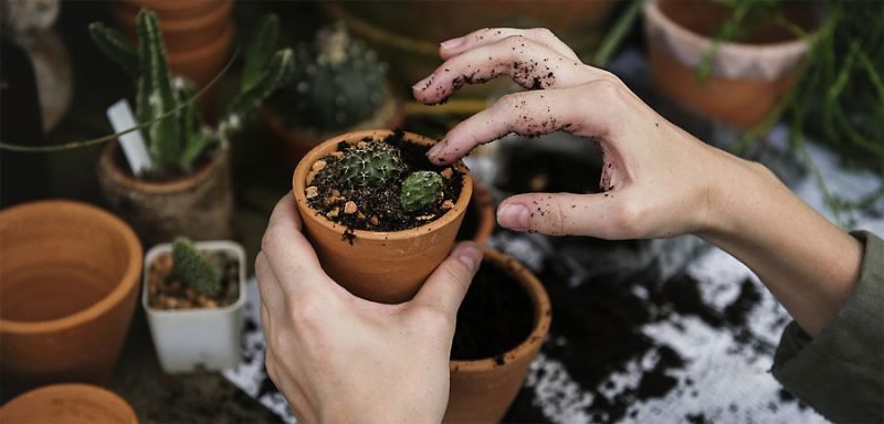 ¿Cómo Elegir las Plantas para tu Casa o Jardín? ⁞⁞⁞ Cortacesped.Online