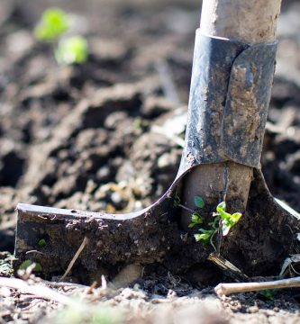 ¿Qué tierra usar para jardín?