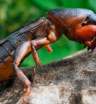 ¿Cómo eliminar los grillos de mi jardín?