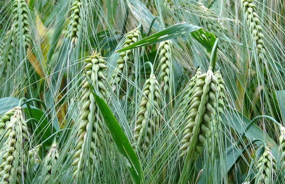 cultivar trigo en casa