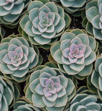 ¿Por qué es bueno tener suculentas?