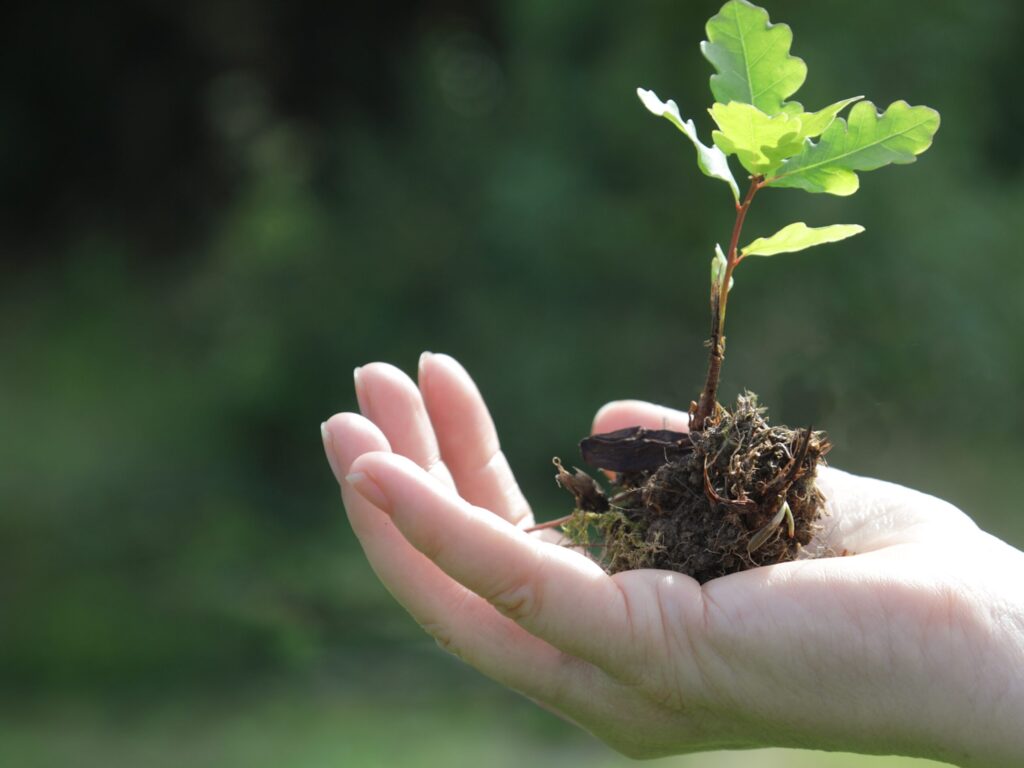 trasplantar plantas