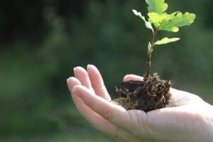 trasplantar plantas