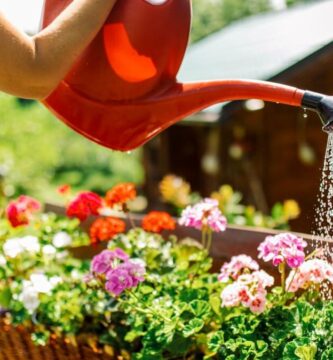 ¿Dónde se deben tener las suculentas?