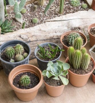 mejor macetas para suculentas