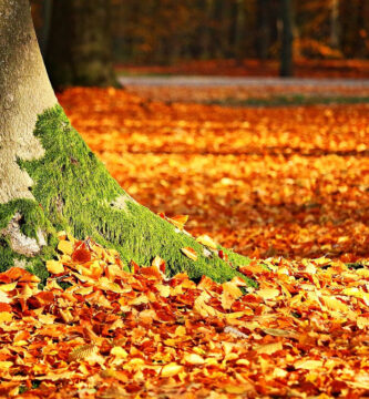 hojas en otoño