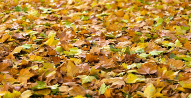 mantillo de hojas