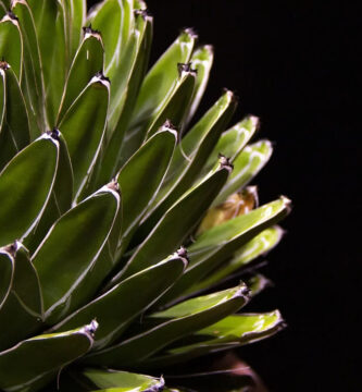 como regar suculentas