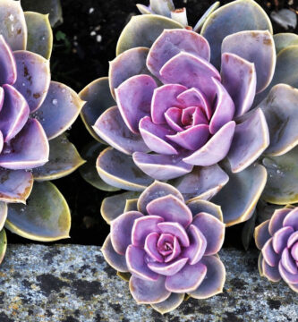 fertiliza suculentas