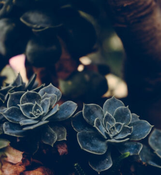 jardin de suculentas