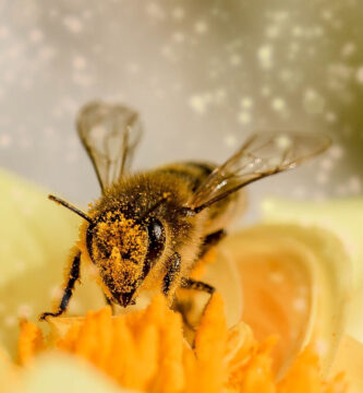 polinizacion de plantas