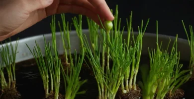 Fingering un pequeño brote en agua con instrucciones detalladas en español junto a la imagen. Cómo crecer las cebollas del agua: guía paso a paso.