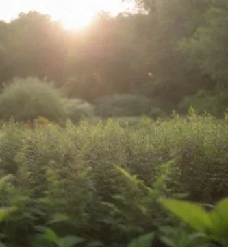 Coyote sosteniendo conejos dentro de un bolígrafo cerrado