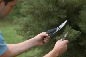 Herramientas utilizadas para podar un árbol de almendras rodeado de texto en un formato tradicional de libro