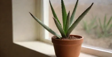 Planteando una planta acelga en una maceta con el dedo y un ramito de tierra alrededor. Para cultivar jasmiere en macetas