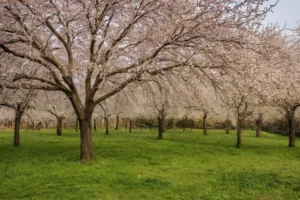 10 árboles duros que pueden soportar inviernos fríos en un paisaje de jardín. (Asume que el contexto está relacionado con el cultivo de árboles y plantas.)
