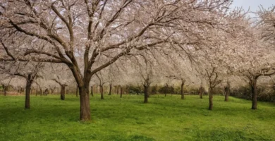 10 árboles duros que pueden soportar inviernos fríos en un paisaje de jardín. (Asume que el contexto está relacionado con el cultivo de árboles y plantas.)
