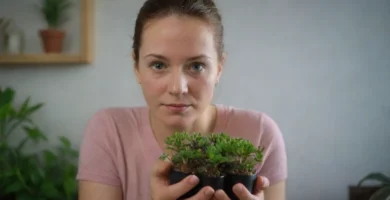 Personas amantes de las plantas que cuidan de su planta única mientras discuten los beneficios de usar la fibra natural para mantenerlos. Las plantas podrían ser una mezcla de variedades suculentas y se exhiben dentro de un marco bellamente decorado en un escritorio de madera.