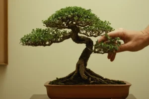 Persona examinando su árbol de bonsai interior