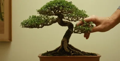Persona examinando su árbol de bonsai interior