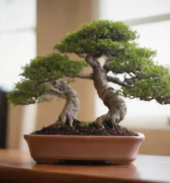 Hombre cultivando árboles bonsai dentro de una olla pequeña en un escritorio