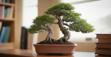 Hombre cultivando árboles bonsai dentro de una olla pequeña en un escritorio