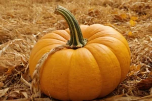 Manual escrito en español que muestra los sencillos pasos para plantar semillas de calabaza. Puede tenerciones adicionales a lo largo del manual y tener frases como: Semeja un viaje al pasado e Inspiración arcaica.