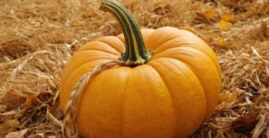 Manual escrito en español que muestra los sencillos pasos para plantar semillas de calabaza. Puede tenerciones adicionales a lo largo del manual y tener frases como: Semeja un viaje al pasado e Inspiración arcaica.