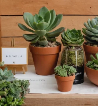 Planta con instrucciones de cuidado a su lado