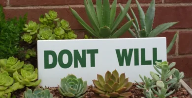 Signos indicativos No Wilt Your Succulents: Cómo identificar el riego excesivo. En letras grandes en la parte inferior: CÓMO. Esto parece ser un signo de una iniciativa de jardín urbano que educa sobre el cuidado de las plantas