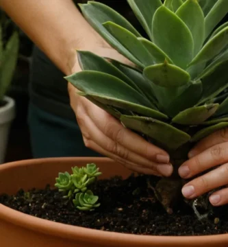 Planta de casa regada a mano con consejos sobre riego adecuado. En español: Mantener tus succulentes saludables con estos consejos de riego.
