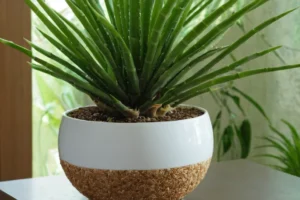 Planta suculenta recibiendo un crecimiento amplio de la estructura de soporte de fibra de bambú-cococo en su olla. Mostrando aspecto verde y blanco exuberante con una base llena de agua.