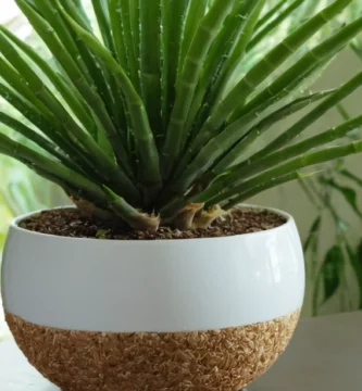 Planta suculenta recibiendo un crecimiento amplio de la estructura de soporte de fibra de bambú-cococo en su olla. Mostrando aspecto verde y blanco exuberante con una base llena de agua.