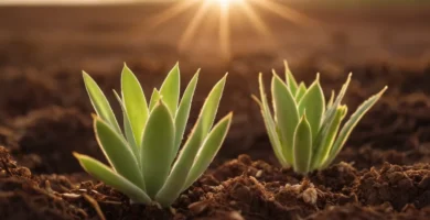 Esparciendo brotes de planta verde del desierto mirando desde debajo de la superficie del suelo mientras el sol se pone. Una ilustración de una temporada adecuada para plantar plantas suculentas en su jardín o invernadero.