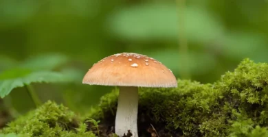 Un hongo en progreso