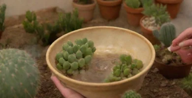 Ilustración botánica de tres cactus pequeños con gotas de agua y la frase Instrucciones de riego para los suculentas explicadas por escrito bajo ellas en letras audaces.