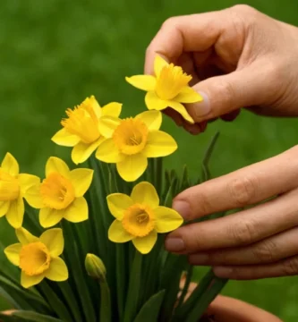 La persona de habla hispana que sostiene una colección de pequeñas flores amarillas