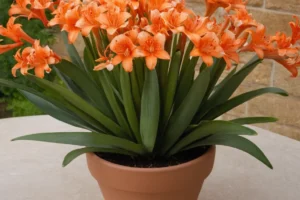 Florero con flores gastadas de la clivia de flores de colores brillantes