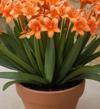 Florero con flores gastadas de la clivia de flores de colores brillantes