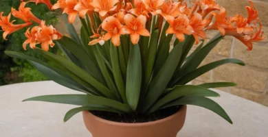 Florero con flores gastadas de la clivia de flores de colores brillantes