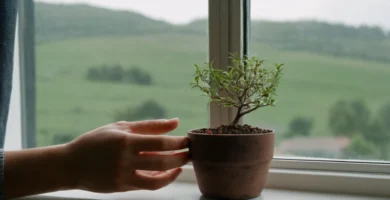 Persona sosteniendo una pequeña planta llena de suelo con bayas de goji cerca de un tamiz de ventana. Las palabras se traducen al español y pueden decir