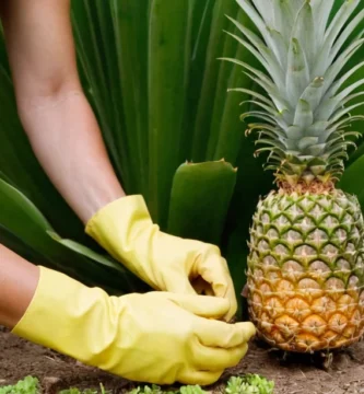 Persona con guantes de jardinería