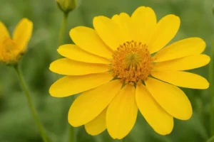 Flor amarilla marchitando a medida que pasa el tiempo