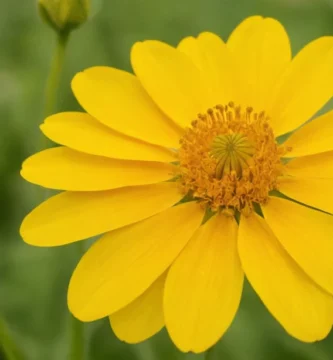 Flor amarilla marchitando a medida que pasa el tiempo