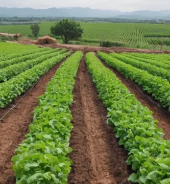 Técnicas agrícolas sostenibles