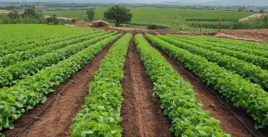 Técnicas agrícolas sostenibles