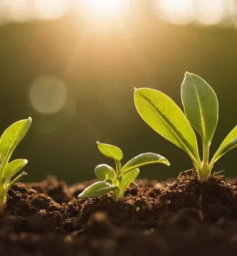 Planta creciendo en medio de la luz solar con cauciones nutritivas alrededor de ella. Factores clave para el crecimiento y la vida vegetal.