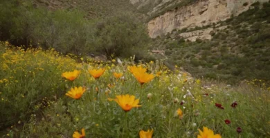 Pinturas renacentistas con flores emblematizadas en un contexto meditativo y espiritual